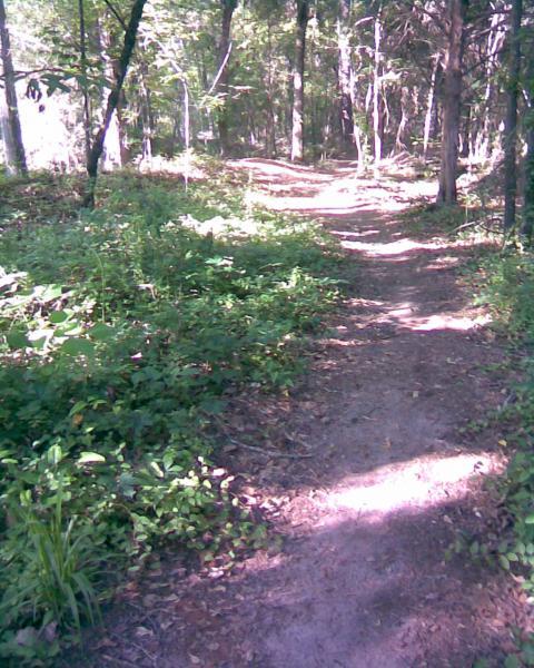 A sunlit dirt path winding through a lush, green forest, surrounded by trees and undergrowth. Flat Rock Park mountain bike trail.