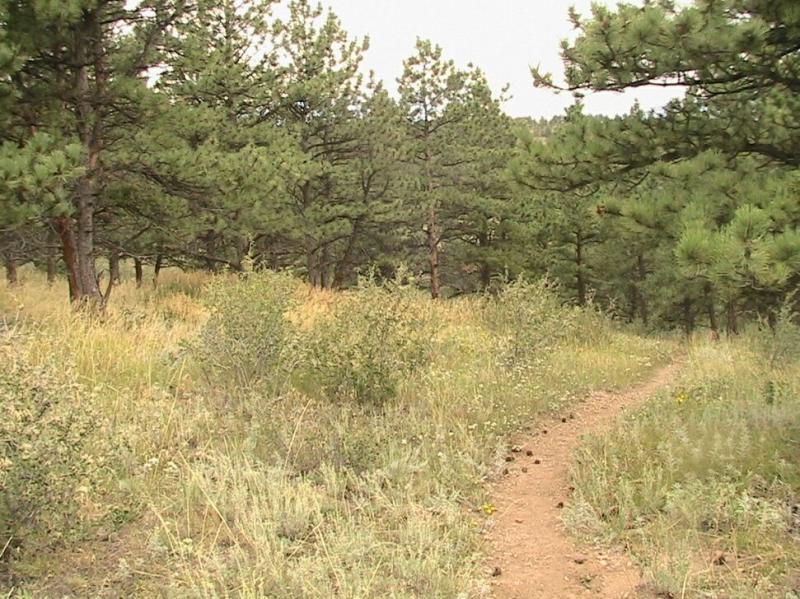 A winding dirt path through tall grass and scattered shrubs, leading into a dense area of pine trees in a natural setting. Pinewood Reservoir mountain bike trail.
