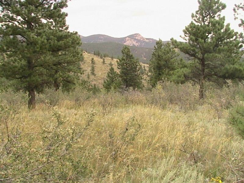 A scenic view of a mountainous landscape featuring green pine trees, tall grass, and distant hills under a cloudy sky. Pinewood Reservoir mountain bike trail.