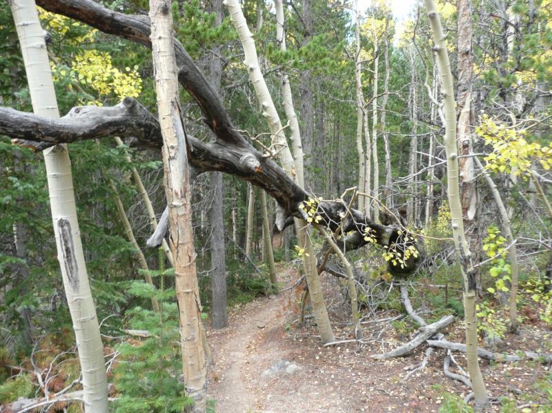 A winding dirt path through a forest of tall trees, featuring a mix of slender white trunks and darker branches. Yellow leaves hint at the onset of fall, while the surrounding greenery suggests a lush, natural environment. West Magnolia mountain bike trail.