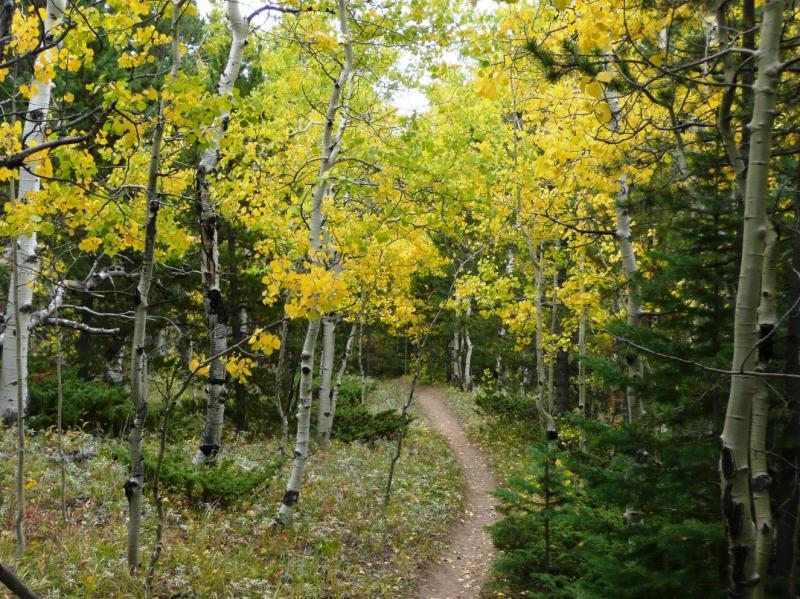 A winding dirt path through a forest with tall aspen trees displaying vibrant yellow leaves, surrounded by green foliage and underbrush. The scene captures the essence of autumn in a tranquil natural setting. West Magnolia mountain bike trail.