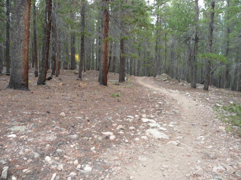 A winding dirt path through a forested area with tall trees and scattered rocks on the ground. The scene is serene, with pine needles covering the forest floor, and hints of greenery visible among the trees. West Magnolia mountain bike trail.