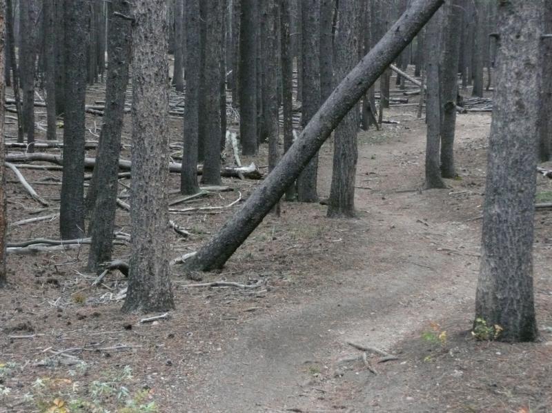 A winding dirt path through a forest of tall, dark-barked trees, some of which are leaning or fallen. The ground is covered in dry leaves and small branches, creating a quiet, somber atmosphere. West Magnolia mountain bike trail.