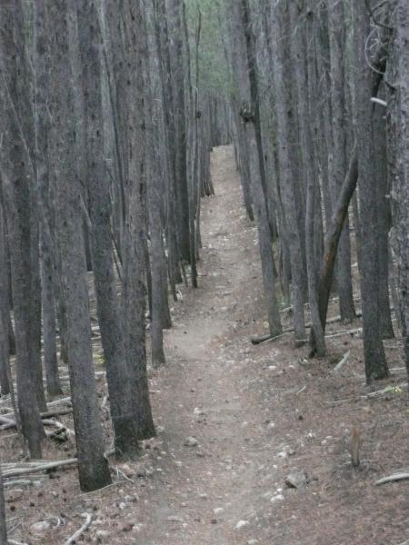 A narrow dirt path winding through a dense, tall forest of bare trees, with scattered rocks and a soft ground covered in pine needles. The scene has a muted, overcast atmosphere. West Magnolia mountain bike trail.