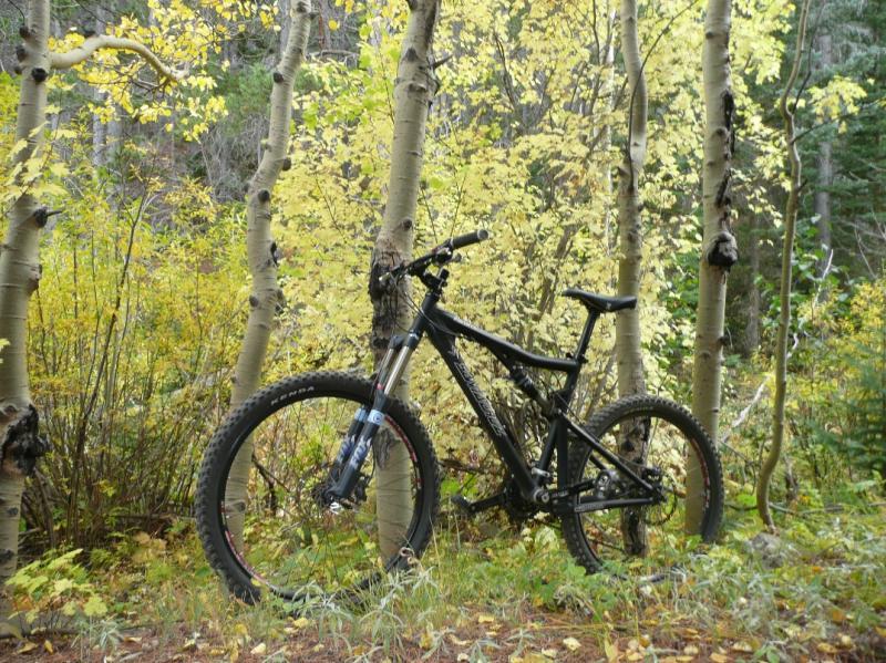 A black mountain bike leaning against a tree in a forested area with yellow and green foliage in the background. West Magnolia mountain bike trail.