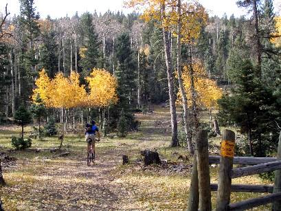 A person riding a bicycle on a forest trail, surrounded by tall trees with autumn foliage. A wooden fence and a signpost are visible on the right side of the image, while colorful leaves in shades of yellow line the path ahead. Elliot Barker (1) mountain bike trail.