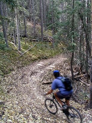 A mountain biker riding downhill on a winding dirt trail surrounded by tall trees and fallen leaves in a forested area. South Boundary (164) mountain bike trail.
