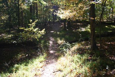 A sunlit forest path winding through trees, with dappled light filtering through the leaves and highlighting the natural greenery and fallen leaves on the ground. Black Hill Regional Park mountain bike trail.