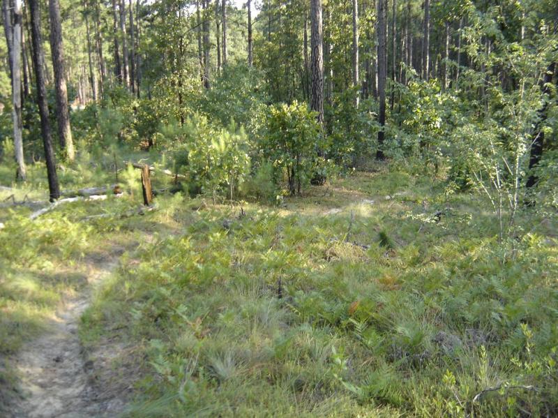 A tranquil forest scene featuring tall trees, lush greenery, and a winding path. The underbrush is dense with ferns and shrubs, creating a natural, serene environment. Sunlight filters through the branches, illuminating the ground and highlighting the diversity of plant life. Cheraw State Park Mountain Bike Trail mountain bike trail.