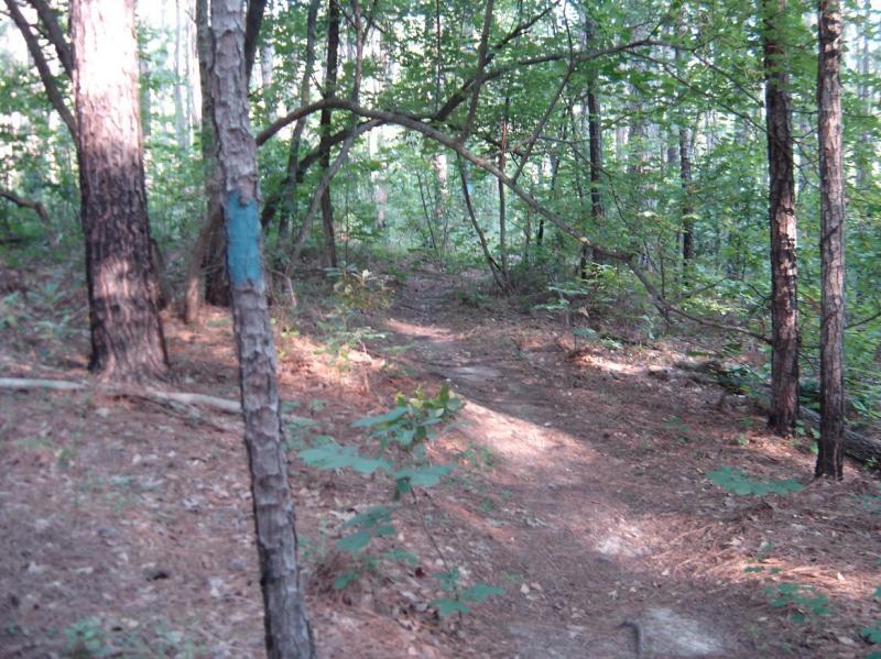 A narrow dirt path winding through a lush green forest, with tall trees and scattered underbrush. Sunlight filters through the leaves, creating dappled shadows on the ground. A blue marking is visible on a tree trunk, indicating the trail route. Cheraw State Park Mountain Bike Trail mountain bike trail.