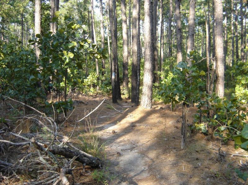 A scenic view of a wooded area featuring tall pine trees, scattered underbrush, and a dirt path winding through the forest floor, with sunlight filtering through the branches creating a dappled light effect. Cheraw State Park Mountain Bike Trail mountain bike trail.