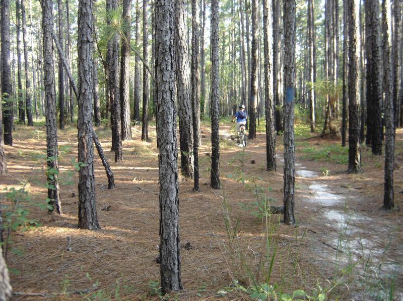 A mountain biker rides through a dense forest of tall pine trees, with sunlight filtering through the branches. The forest floor is covered in pine needles and scattered green foliage. A narrow dirt path winds through the trees, indicating a biking trail. Cheraw State Park Mountain Bike Trail mountain bike trail.