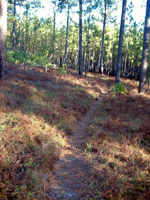 A narrow dirt path winding through a forest of tall pine trees, surrounded by patches of brown pine needles and lush green underbrush. The sunlight filters through the trees, creating dappled light on the ground. Cheraw State Park Mountain Bike Trail mountain bike trail.