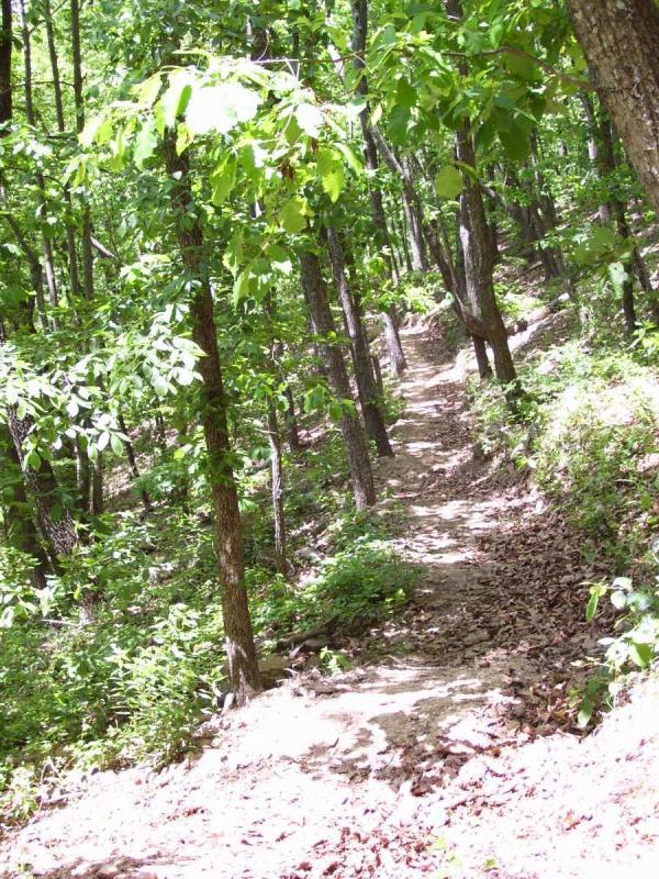 A winding dirt path through a lush green forest, flanked by tall trees and vibrant foliage. The sunlight filters through the leaves, illuminating the trail surrounded by fallen leaves and underbrush, creating a serene and inviting atmosphere. Pinhoti Trail: Snake Creek Gap To Dug Gap mountain bike trail.