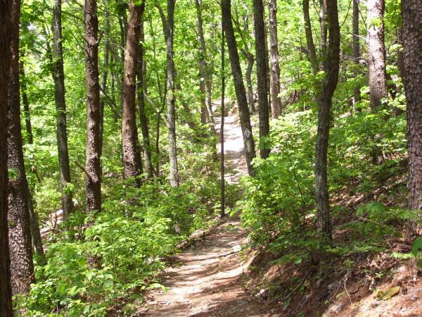 A serene forest pathway winding through lush greenery, with tall trees lining both sides and sunlight filtering through the leaves, creating a peaceful atmosphere for nature lovers and hikers. Pinhoti Trail: Snake Creek Gap To Dug Gap mountain bike trail.