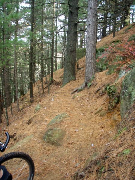 A narrow, winding dirt path through a wooded area, surrounded by tall pine trees and scattered rocks, with a carpet of pine needles on the ground. The trail appears to ascend a gentle slope, suggesting an outdoor recreational area for hiking or biking. Levis Mounds mountain bike trail.