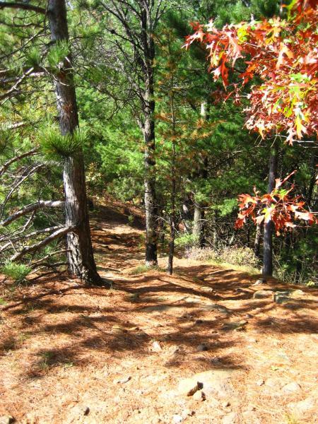 A winding dirt path through a lush forest, lined with tall green trees. The ground is covered in pine needles and scattered rocks, while a few vibrant red leaves hint at the arrival of autumn. Levis Mounds mountain bike trail.