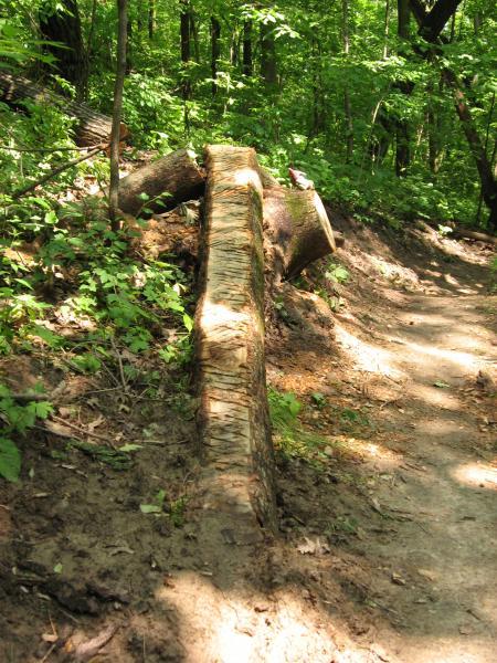 A worn tree stump on a dirt pathway surrounded by lush green foliage in a forested area, with evidence of animal activity visible on the stump. Hixon Forest mountain bike trail.