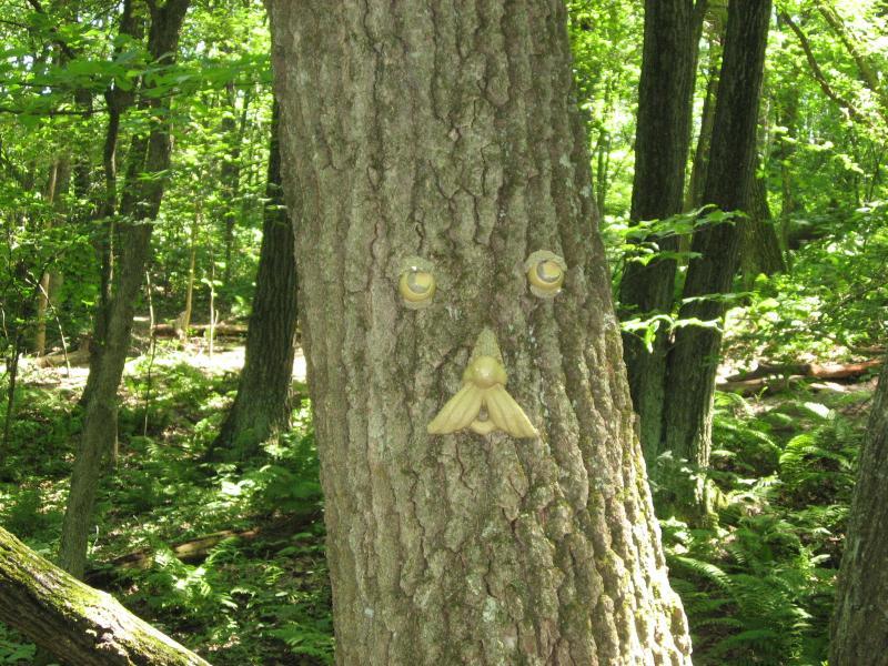 A tree trunk in a lush forest, featuring natural markings and fungi that resemble a face with eyes and a mouth. The surrounding area is filled with greenery and dappled sunlight filtering through the leaves. Hixon Forest mountain bike trail.