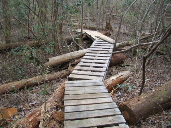 A narrow wooden plank bridge meanders through a dense forest, surrounded by fallen logs and underbrush. The path appears rugged, connecting different areas of the woodland, with greenery in the background. Blue Clay Bike Park mountain bike trail.