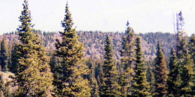 A scenic view of a dense forest featuring tall evergreen trees, with a distant hill or ridge in the background under a clear sky. Lower Crags Crest Trail mountain bike trail.
