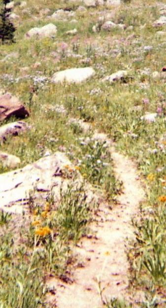 A narrow dirt path winding through a field of wildflowers and rocky terrain, surrounded by green grass and various stones. Lower Crags Crest Trail mountain bike trail.