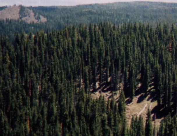 A dense forest of tall evergreen trees stretches across the landscape, with varying shades of green. The area features patches of sunlight and shadow, indicating a hilly terrain. In the background, additional tree-covered hills rise against a clear sky. Lower Crags Crest Trail mountain bike trail.