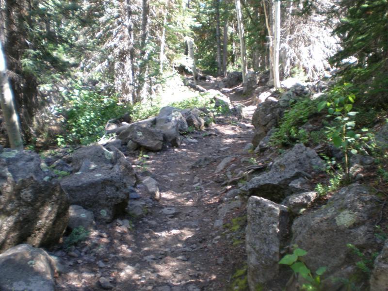A rocky hiking trail winding through a forest with tall trees and abundant greenery on either side. The path is surrounded by boulders and is partially shaded by the canopy of leaves above, suggesting a serene natural environment. West Bench Trail mountain bike trail.
