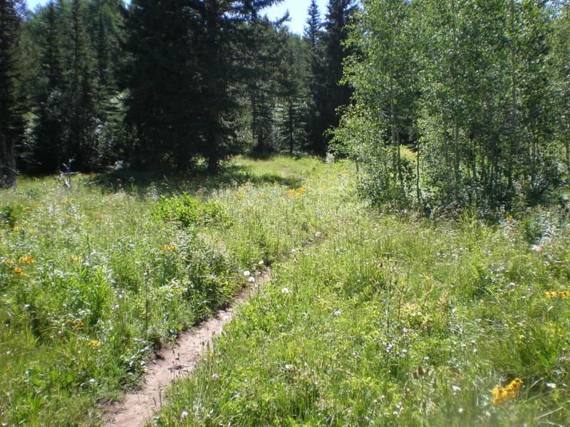 A scenic view of a grassy meadow surrounded by tall trees, featuring a narrow dirt path winding through a field of wildflowers. Sunshine illuminates the vibrant greens and yellows of the landscape, creating a peaceful, natural setting. West Bench Trail mountain bike trail.