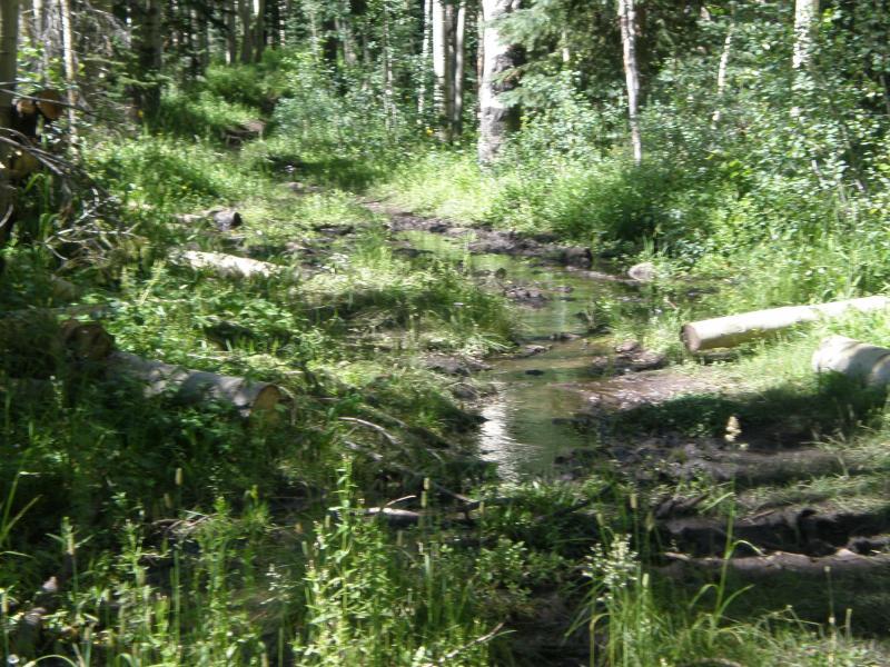 A dirt path winding through a forest, featuring a shallow stream of water running along one side. Lush green grass and foliage surround the trail, with several fallen logs nearby and tall trees in the background. West Bench Trail mountain bike trail.