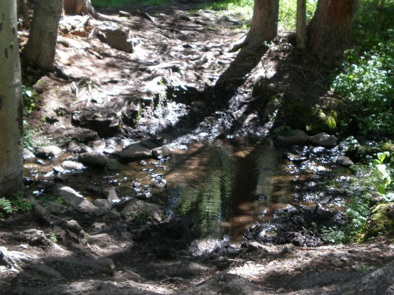 A tranquil scene of a small stream flowing through a wooded area, with sunlight filtering through the trees and casting shadows on the ground. The streambed is lined with rocks and has patches of greenery surrounding it, creating a peaceful natural environment. West Bench Trail mountain bike trail.