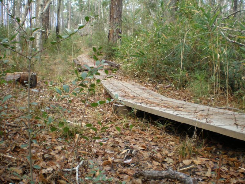 A wooden boardwalk winding through a dense forest, surrounded by green foliage and scattered leaves on the ground. The path leads deeper into the woodland, with tall trees in the background. Bethel Bike Trails mountain bike trail.