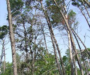 A view of tall trees with a mix of healthy green foliage and some bare branches against a clear blue sky. The scene captures the natural environment and the contrast between the vibrant leaves and the trees showing signs of damage or decay. Turkey Creek mountain bike trail.