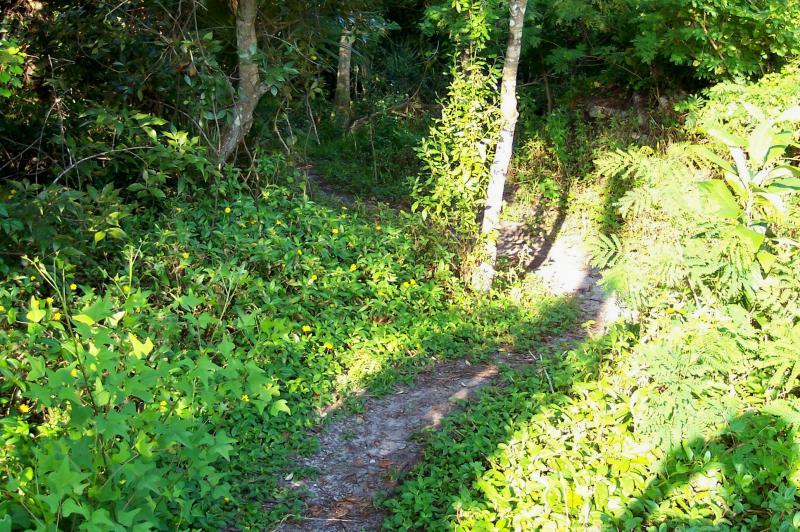 A narrow dirt path winding through lush greenery and dense foliage, surrounded by trees and vibrant plants, inviting exploration into a natural setting. Sunlight filters through the leaves, casting gentle shadows on the ground. Turkey Creek mountain bike trail.