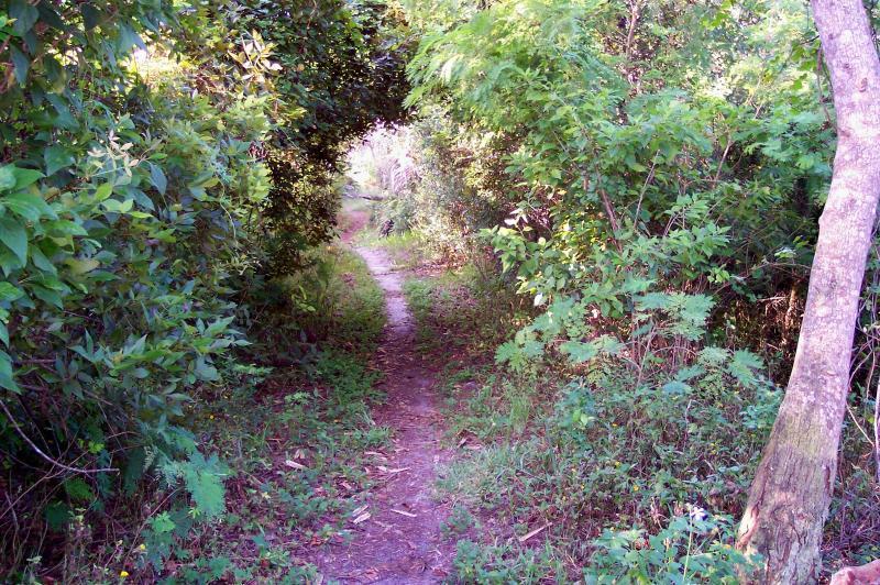 A narrow dirt path surrounded by lush green vegetation and trees, forming a natural archway at the top. The path winds through the foliage, inviting exploration into the serene, wooded area. Turkey Creek mountain bike trail.