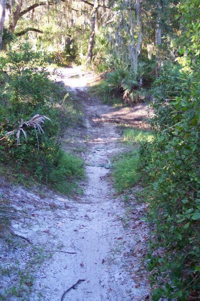 A sandy trail winding through dense greenery, lined with lush shrubs and trees, typical of a wooded area. Sunlight filters through the leaves, illuminating parts of the path, creating a serene and inviting outdoor scene. Turkey Creek mountain bike trail.