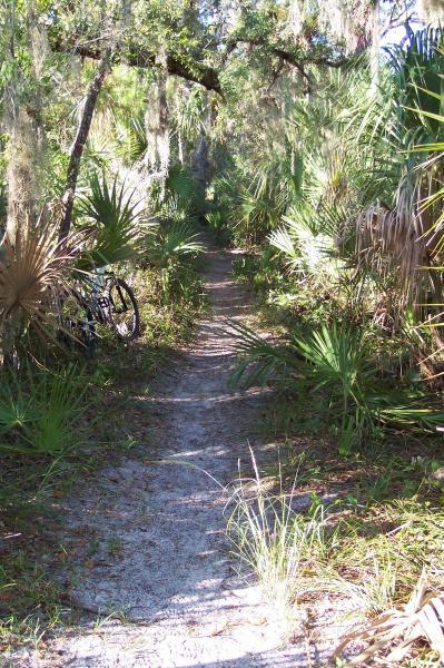 A narrow dirt pathway winds through a lush green landscape, framed by palm leaves and Spanish moss hanging from overhead branches. A bicycle is visible leaning against the foliage on the left side of the path, which is dappled with sunlight peeking through the trees. The scene evokes a sense of tranquility and adventure in a natural setting. Turkey Creek mountain bike trail.