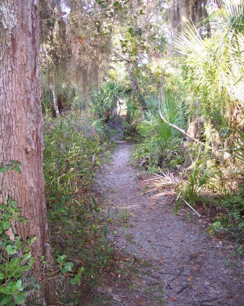 A narrow, winding path through a lush, green forest, flanked by tall trees and dense vegetation. Sunlight filters through the leaves, creating a tranquil and inviting atmosphere. Turkey Creek mountain bike trail.