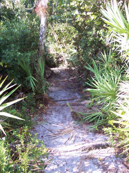 A narrow, winding pathway through dense greenery, flanked by various plants and trees. The path is lightly covered in sand and leaves, suggesting a secluded, natural setting. Sunlight filters through the foliage above, creating a serene atmosphere. Turkey Creek mountain bike trail.