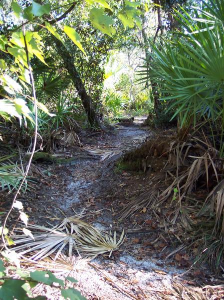 A winding dirt path through a lush green forest, surrounded by dense foliage and palm-like plants. Sunlight filters through the trees, illuminating the trail that leads deeper into the wilderness. Dry palm fronds scatter the ground along the sides of the path. Turkey Creek mountain bike trail.