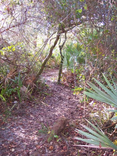 A winding dirt path surrounded by dense vegetation, including various shrubs and palm plants, leading into a natural, wooded area with sunlight filtering through the trees. Turkey Creek mountain bike trail.