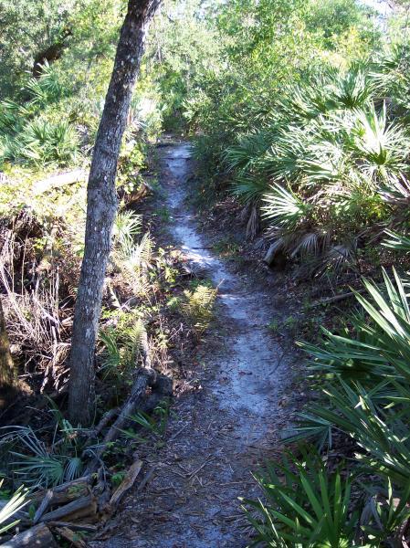 A narrow sandy trail winding through a dense thicket of lush greenery, including palm fronds and trees, surrounded by natural foliage. Turkey Creek mountain bike trail.