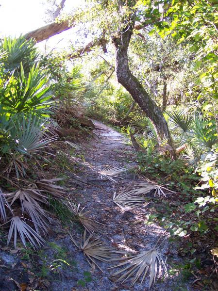 A narrow dirt path winding through a lush, green forest, bordered by various plants and palm fronds on the ground. Sunlight filters through the trees, creating a warm and inviting atmosphere in the natural surroundings. Turkey Creek mountain bike trail.
