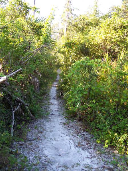 A narrow sandy path winding through dense greenery, surrounded by various shrubs and trees, under bright sunlight. Turkey Creek mountain bike trail.