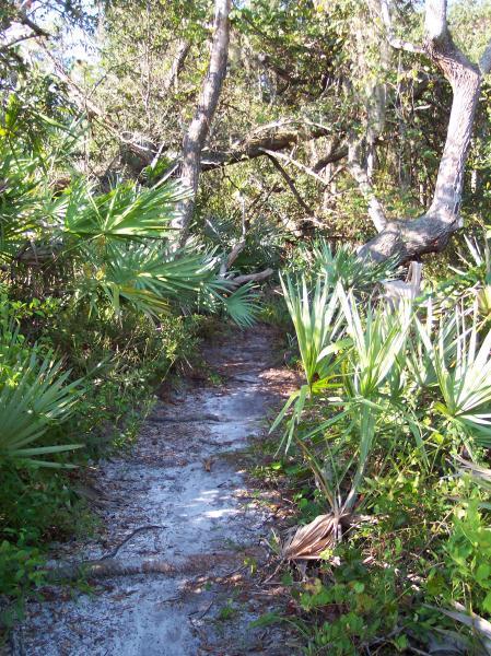 A narrow, sandy trail surrounded by lush greenery, including palm leaves and trees, leading through a dense, natural landscape. Sunlight filters through the foliage, highlighting the path ahead. Turkey Creek mountain bike trail.