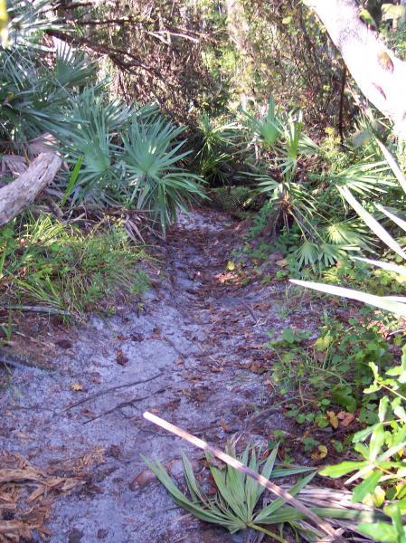 A narrow dirt path surrounded by lush greenery, including palm fronds and other dense vegetation, with a sandy ground and scattered leaves. The sunlight filters through the trees, creating a natural, tranquil atmosphere. Turkey Creek mountain bike trail.