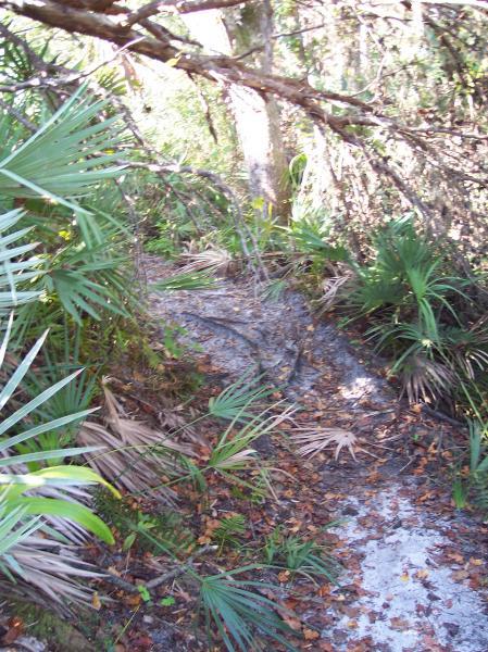 A narrow trail through dense greenery, featuring palm fronds and scattered leaves, surrounded by trees and brush. The sunlight filters through the foliage, illuminating the path ahead. Turkey Creek mountain bike trail.