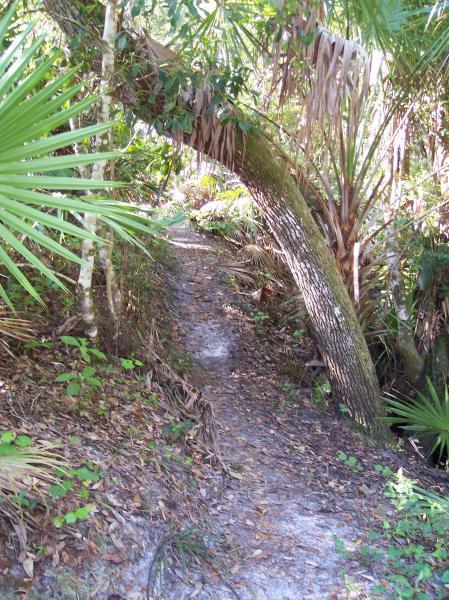 A narrow, winding dirt path surrounded by dense greenery, including palm fronds and other vegetation, with an arching tree overhead. The sunlight filters through the leaves, creating a natural tunnel effect along the trail. Turkey Creek mountain bike trail.