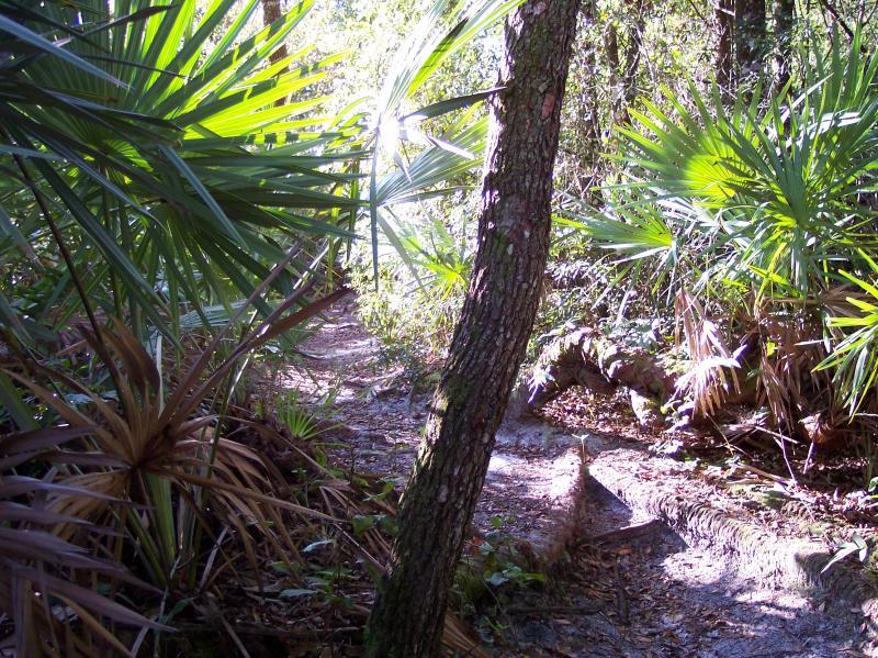 A sunlit path winding through a lush, green forest, surrounded by tall palm leaves and various underbrush. The scene conveys a sense of tranquility and natural beauty, with sunlight filtering through the trees. Turkey Creek mountain bike trail.