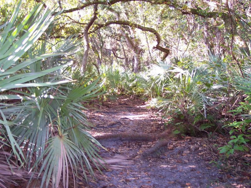A lush forest pathway surrounded by dense vegetation, including palm fronds and trees, creating a natural, shaded environment. The ground is covered with leaves and the trail is slightly visible, leading deeper into the greenery. Turkey Creek mountain bike trail.